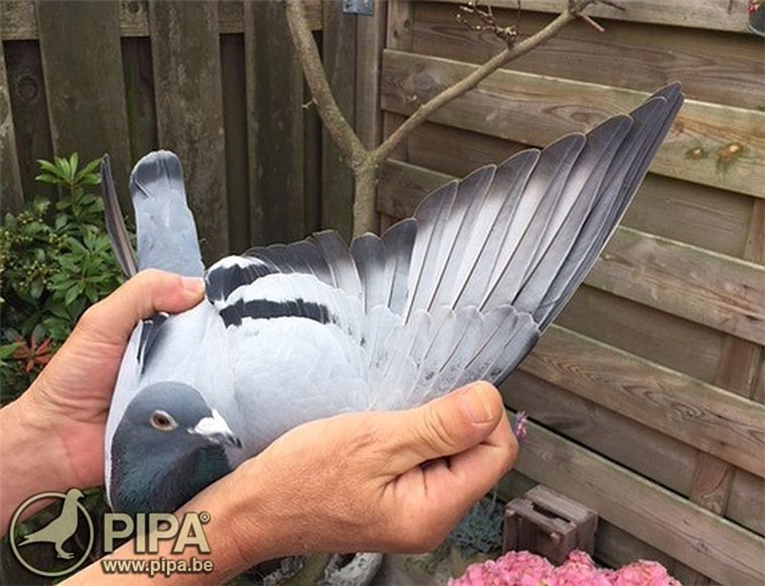 太狠了！马赛围绕荷甲完成体检克里夫兰骑士围绕NBA常规赛刷新队史纪录，马赛国际比赛日绝杀压哨